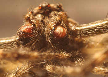 Makro Spinnenkopf