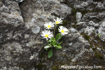 Alpenmaliebchen Zillertal Alpenblume