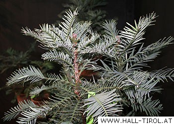 Wollemi Pine