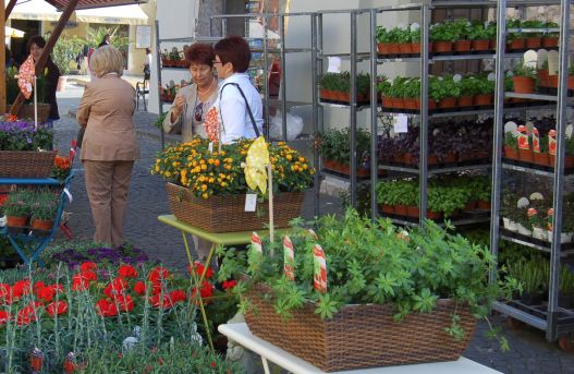 Setzlings- und Pflanzenflohmarkt